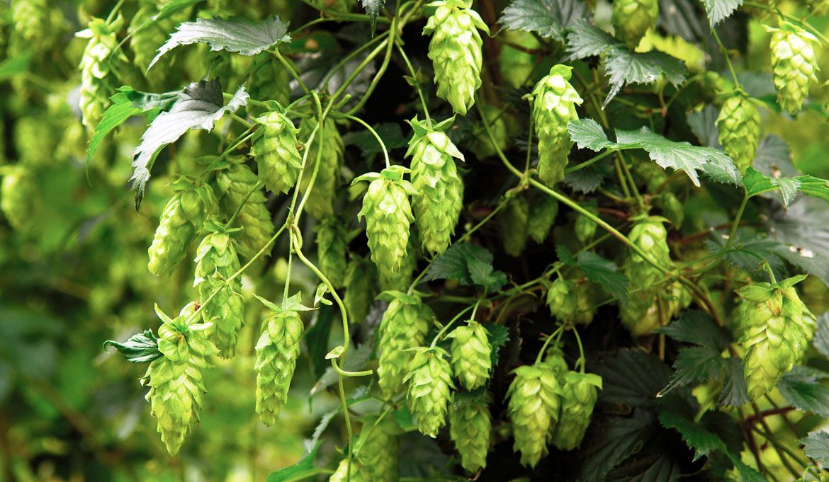 Beer -  NZ Hops