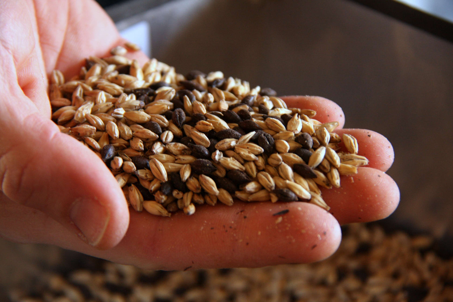 whole malted barley