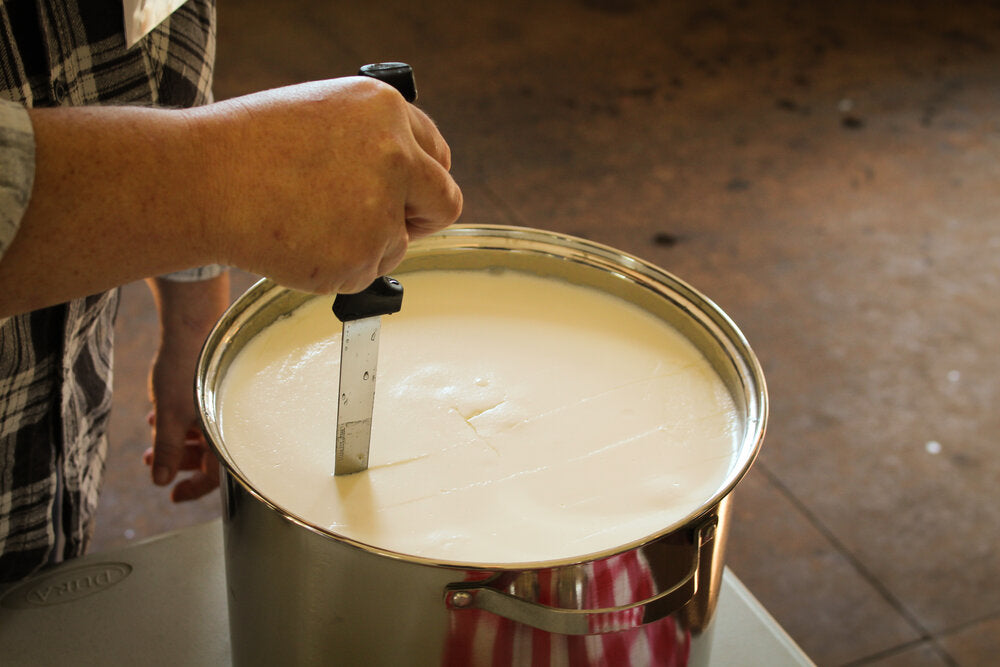 Cheese - Cheesemaking Equipment