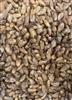 Gladfield Crystal Wheat Malt (Milled)